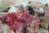 شکار غیر مجاز یک راس قوچ و یک راس میش آبستن درشهرستان شهربابک