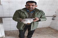 تحویل دلیجه زخمی توسط دوستداران حیات وحش شهرستان ریگان