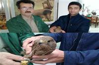 ‍ ‍ رهاسازی یک قطعه دلیجه در آمل