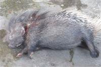 دستگیری شکارچیان غیرمجازدرنوشهر و بابل