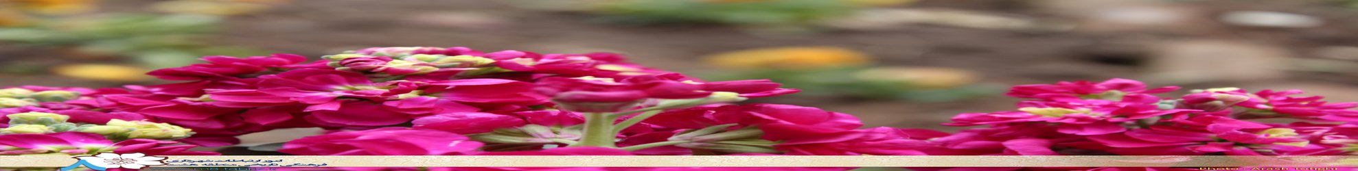گلکاری های بهاره در خانه مشروطه و موزه صدا