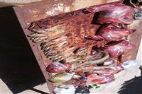 کشف لاشه سه راس کل وحشی در ارتفاعات منطقه حفاظت شده سعدی توسط یگان حفاظت اداره شهرستان کرمان