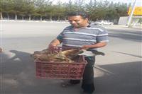 تحویل عقاب زخمی توسط دوستداران حیات وحش به اداره حفاظت محیط زیست شهرستان کرمان