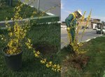 رد پای بهار در شهر
