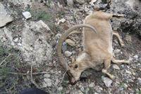 شکارچی حرفه ای غیرمجاز توسط مامورین یگان حفاظت محیط زیست پارک ملی خبردستگیر گردیدند