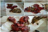 کشف وضبط لاشه یک راس کل وحشی درچالوس