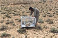 رها سازی بچه روباه در زیستگاه اصلی خود توسط یگان حفاظت محیط زیست شهرستان کرمان