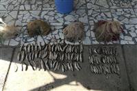 دستگیری متخلفین شکارو صید دربابل و کیاسر