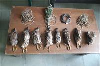 دستگیری صیادان غیر مجاز تیهو،توسط یگان حفاظت محیط زیست شهرستان کرمان