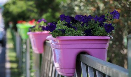 کاشت بیش از ۱هزار گلدان زینتی در مسیر بلوار آذربایجان