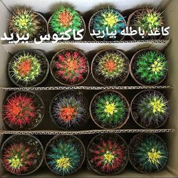 فرهنگسرای الغدیر با حرکت زیبای «هدیه کاکتوس در برابر ۲ کیلو کاغذ باطله» همراه شد