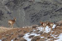 بهره گیری از حیات وحش برای گردشگری/ حیوانات استان کم نظیرند