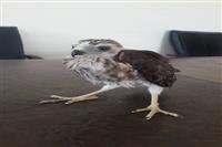 نجات یک بهله جوجه دلیجه توسط یکی از دوستداران طبیعت و تحویل آن به اداره محیط زیست عنبر آباد