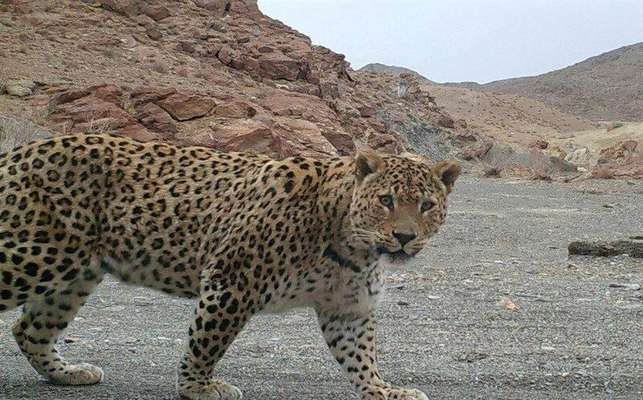 کاهش طعمه علت حمله پلنگ به دام‌های خراسان شمالی