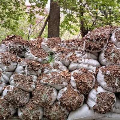 ۲۲۷تن برگ جهت تولید خاکبرگ به ایستگاه های خدمات شهری منتقل شد