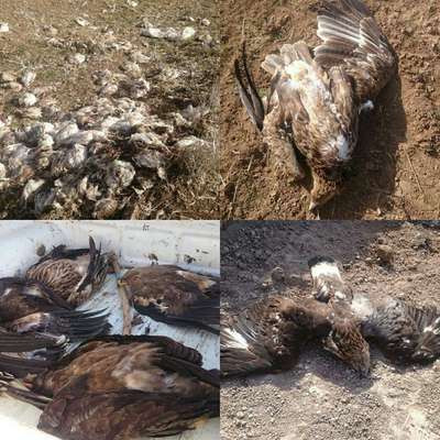 رهاسازی لاشه مرغ های آلوده مرغداران بلای جان پرندگان شکاری شده است