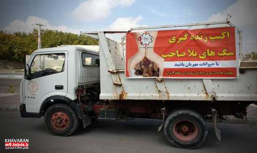 شایعه استفاده از دارو به صورت اور دوز و کشتن سگ بلاصاحب واقعیت ندارد