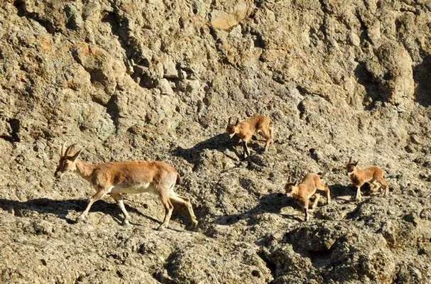 ۴ نفر از عاملین زنده گیری کل و بز کوهی نابالغ به مراجع قضائی معرفی شدند