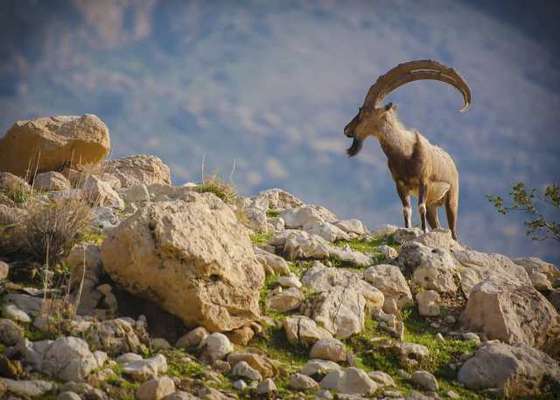 آغاز شمارش حیات وحش مناطق حفاظت شده وپارک ملی دنا