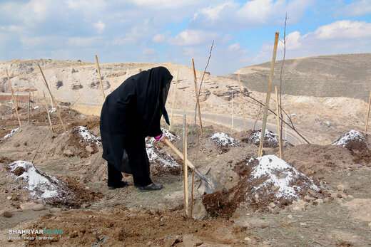 سازمان سیما، منظر و فضای سبز شهری نهال رایگان در اختیار شهروندان قرار می دهد