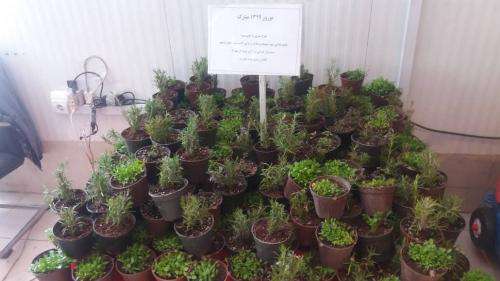 اجرای طرح "سبزی به جای سبزه" در فروشگاه های "شهر ما"