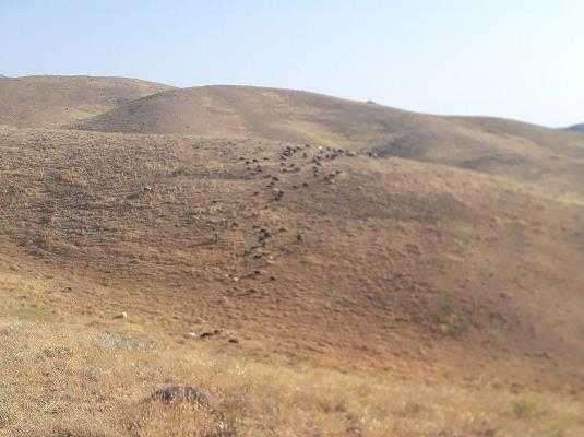 تعلیف غیر مجازدام در مراتع ملی منطقه حفاظت شده باشگل