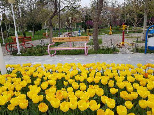 کاشت ۴۰هزار بوته گل لاله در بوستان کوهسنگی