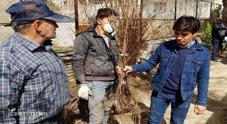 توزیع بیش از ۱۰ هزار اصله نهال میوه بین شهروندان تبریزی