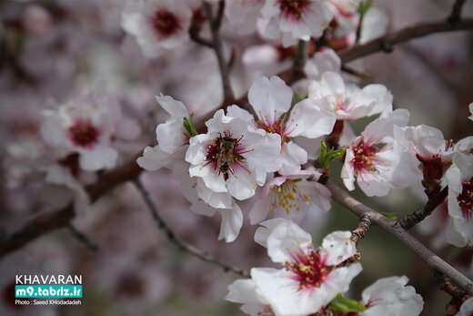 شکوفه باران طبیعت در تفرجگاه بزرگ ایل باغی