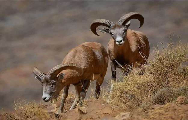 شیون نماد حیات وحش اصفهان از تهدید، تصرف و خشونت