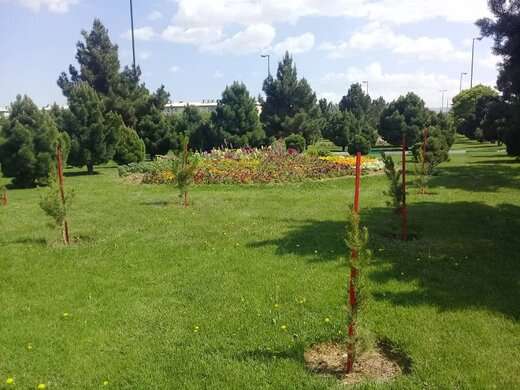 کاشت ۶ هزار و ۲۰۰ اصله درخت و درختچه در سطح معابر غرب تبریز
