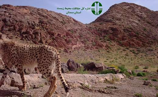 امیدها برای احیای یوز آسیایی بیشتر شد: ثبت تصاویر دومین خانواده یوزپلنگ‌های آسیایی در توران به فاصله یک هفته