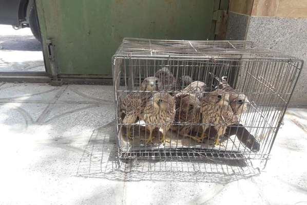 کشف ۱۵ جوجه پرنده شکاری ظرف یک هفته در خراسان رضوی