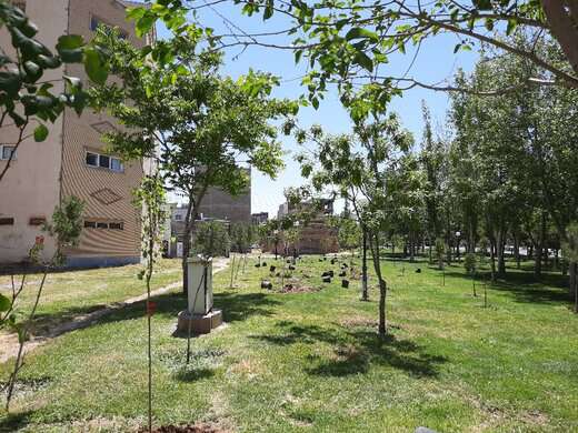 کاشت بیش از ۱۱هزار اصله نهال در جنوب غرب تبریز