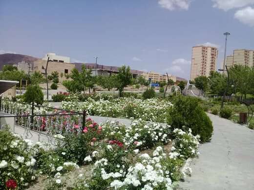 کاشت گلهای شمعدانی، اطلسی ، بنفشه و شب بو در سطح منطقه