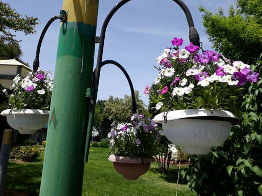 کاشت ۶۰۰ هزار نشاء گل در معابر سطح حوزه از ابتدای سال تا کنون