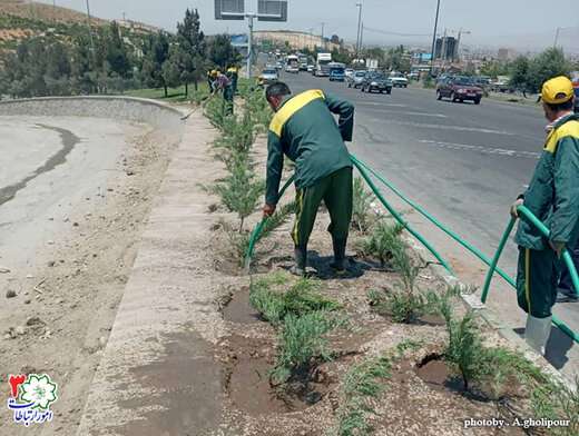کاشت ۲۰۰درخت سرو خمره ای و ۴۰۰ درختچه کاج رونده