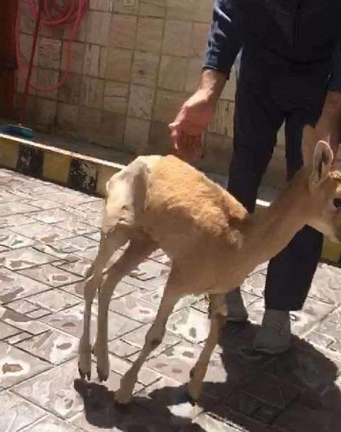 جانی دوباره برای بره‌قوچ هفتاد قله اراک