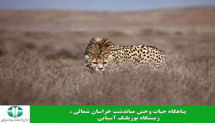 قلمرو یوزهای خراسان شمالی گسترده تر شد
