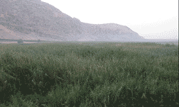 استفاده از پساب شهری برای آبیاری باغستان‌های سنتی