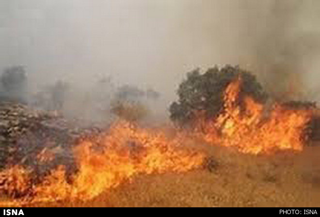 ۴ هکتار از جنگل‌های آمل در آتش سوخت