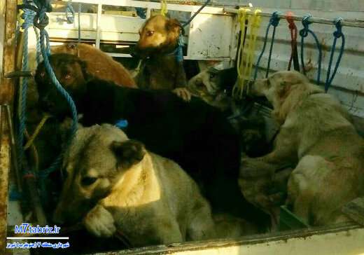 زنده گیری سگ های بلاصاحب در جنوب غرب تبریز
