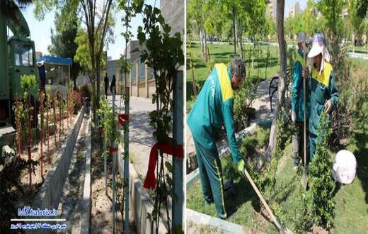 کاشت بیش از ۲۵ هزار درخت و درختچه در جنوب غرب تبریز