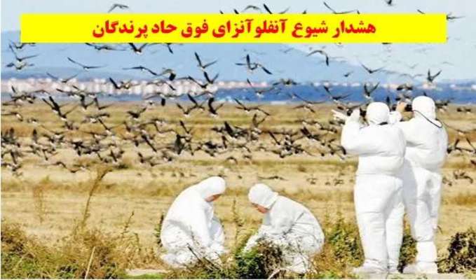 هشدار: آنفلوانزای فوق حاد پرندگان نگیرید