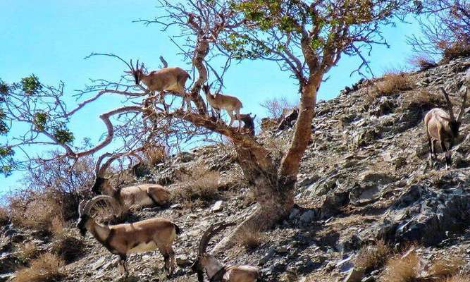 ۱۰ درصد استان اردبیل، تحت مدیریت حفاظت محیط زیست