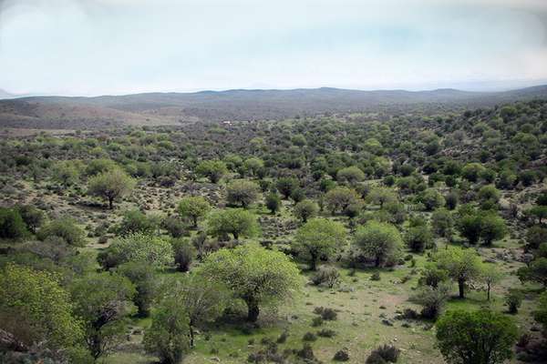 جنگل باغ شادی، بزرگترین جنگل طبیعی استان یزد