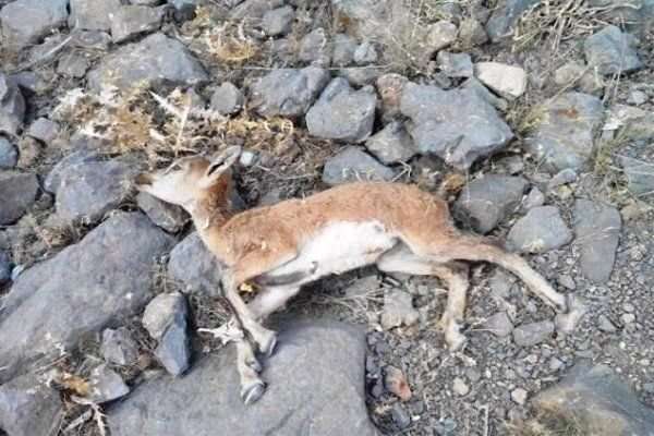600 راس کل و بز در پارک ملی کلاه قاضی تلف شد