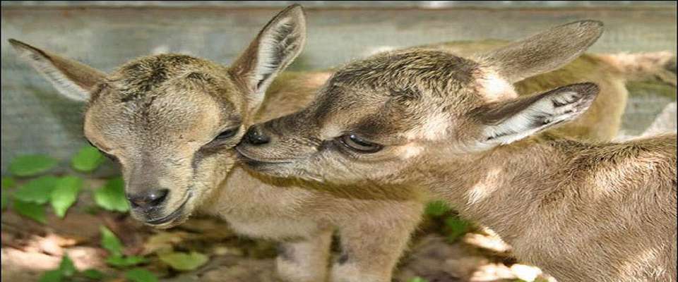 هشدار نسبت به زنده گیری نوزادان حیوانات وحشی