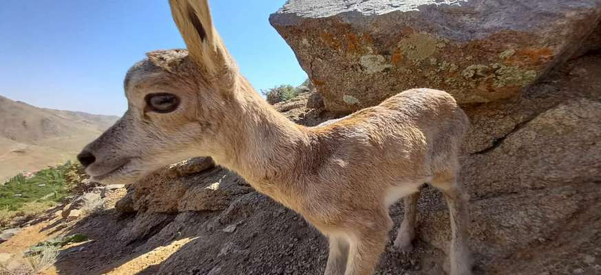 رها سازی یک بره آهو در منطقه حفاظت شده قمصر و برزک کاشان