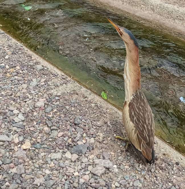 تیمار، درمان و رها سازی یک پرنده بوتیمار در شهرستان نایین